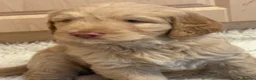 Bernedoodle dogs for sale: Beautiful Bernidoodles - Advert 7