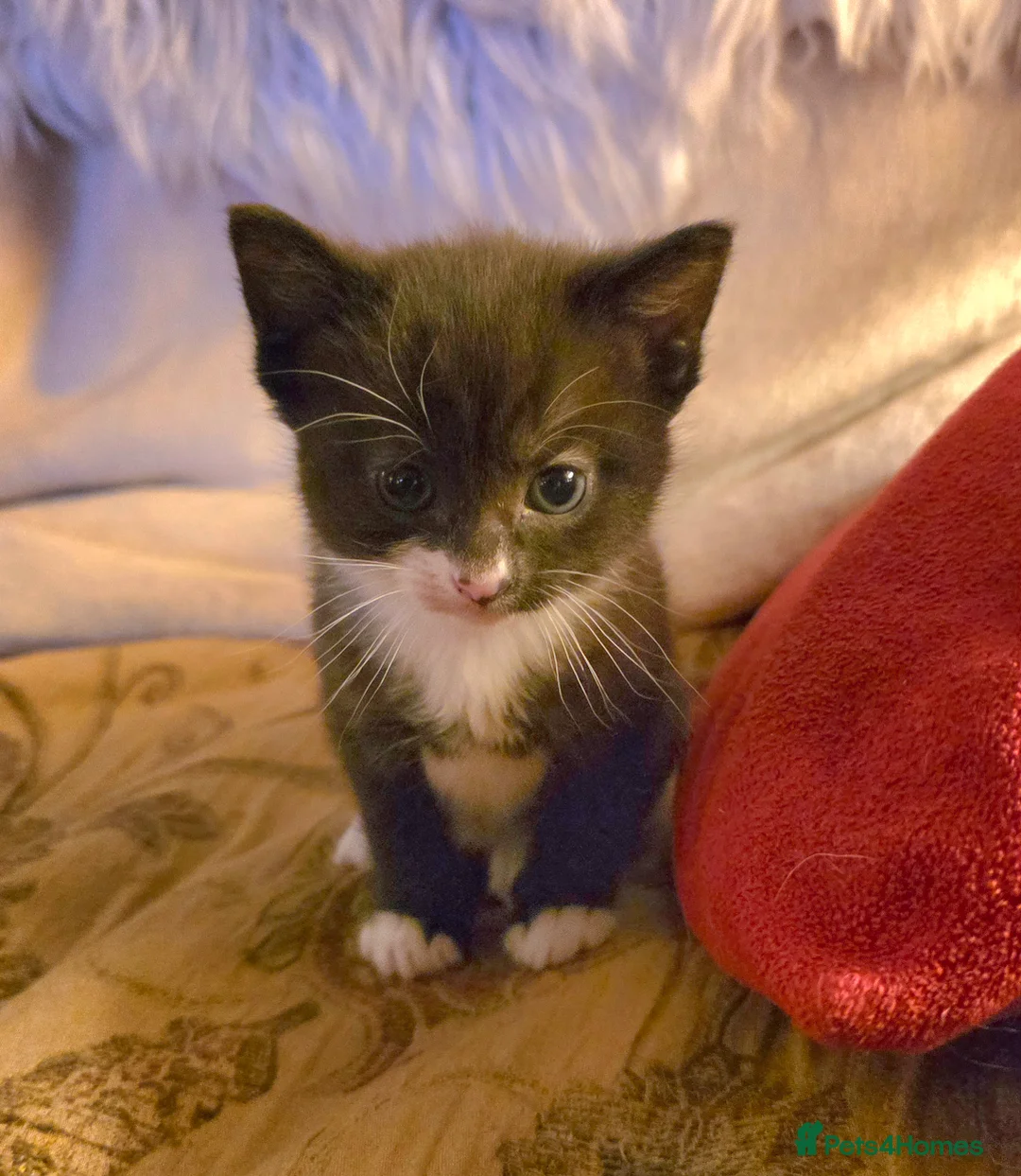 Mixed Breed cats for sale: 2 beautiful kittens for sale - Advert 8