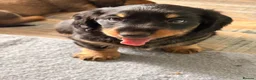 Dachshund dogs for sale: Male Standard longhair dachshund - Advert 9