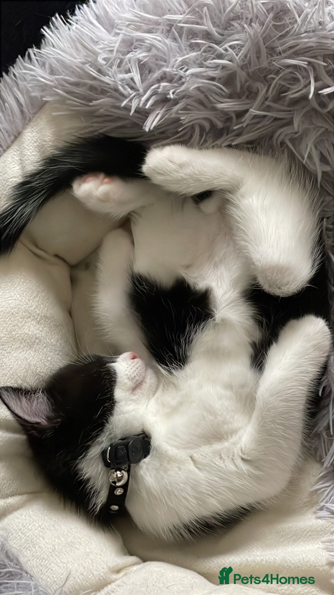 Mixed Breed cats Mixed bread tuxedo black and white - Advert 1