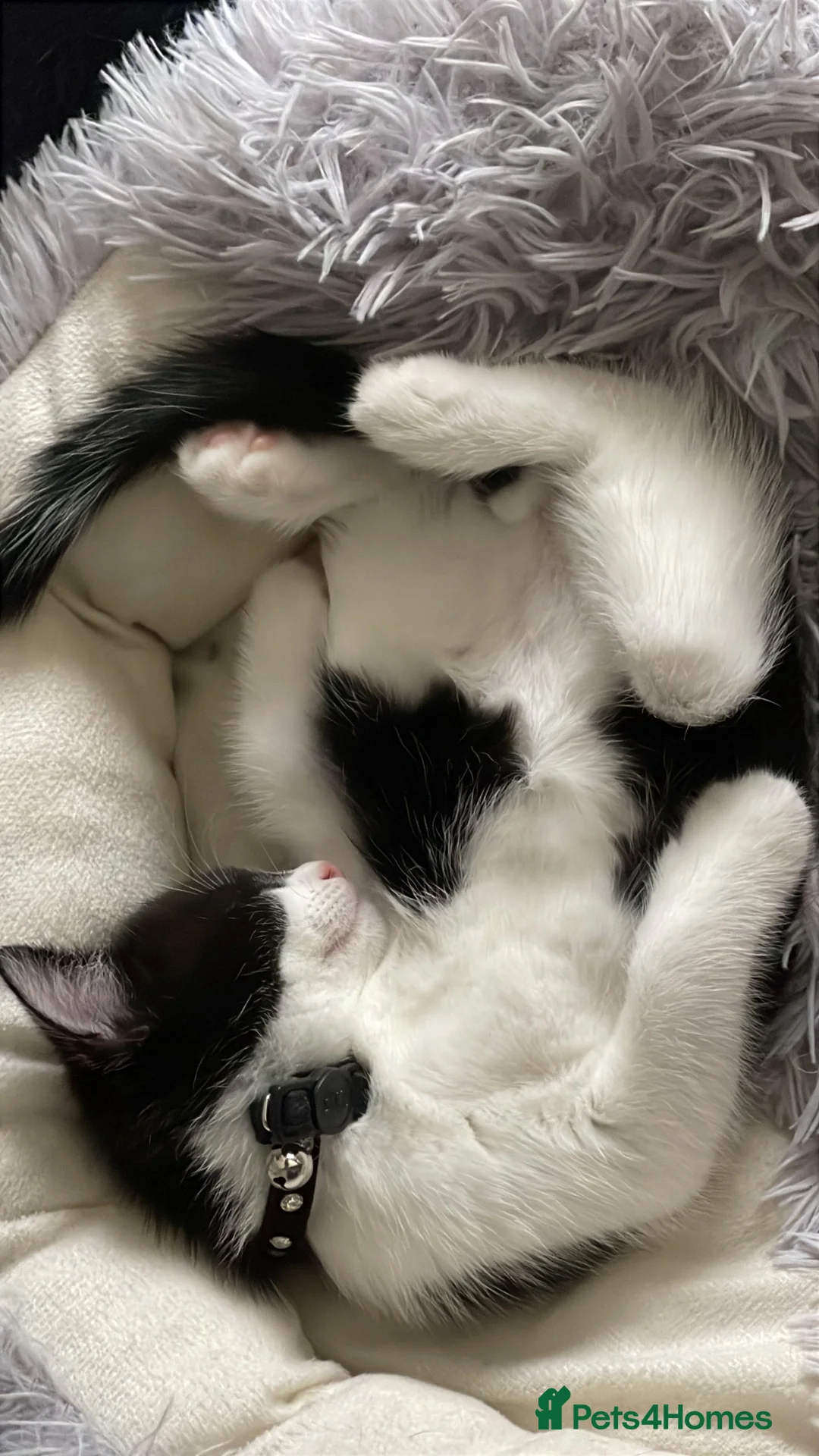 Mixed Breed cats for sale: Mixed bread tuxedo black and white - Advert 1