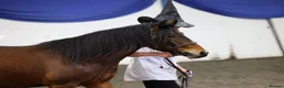 New Forest horses for sale: ✨️Ocknell way out west✨️ in Nottingham - Advert 2