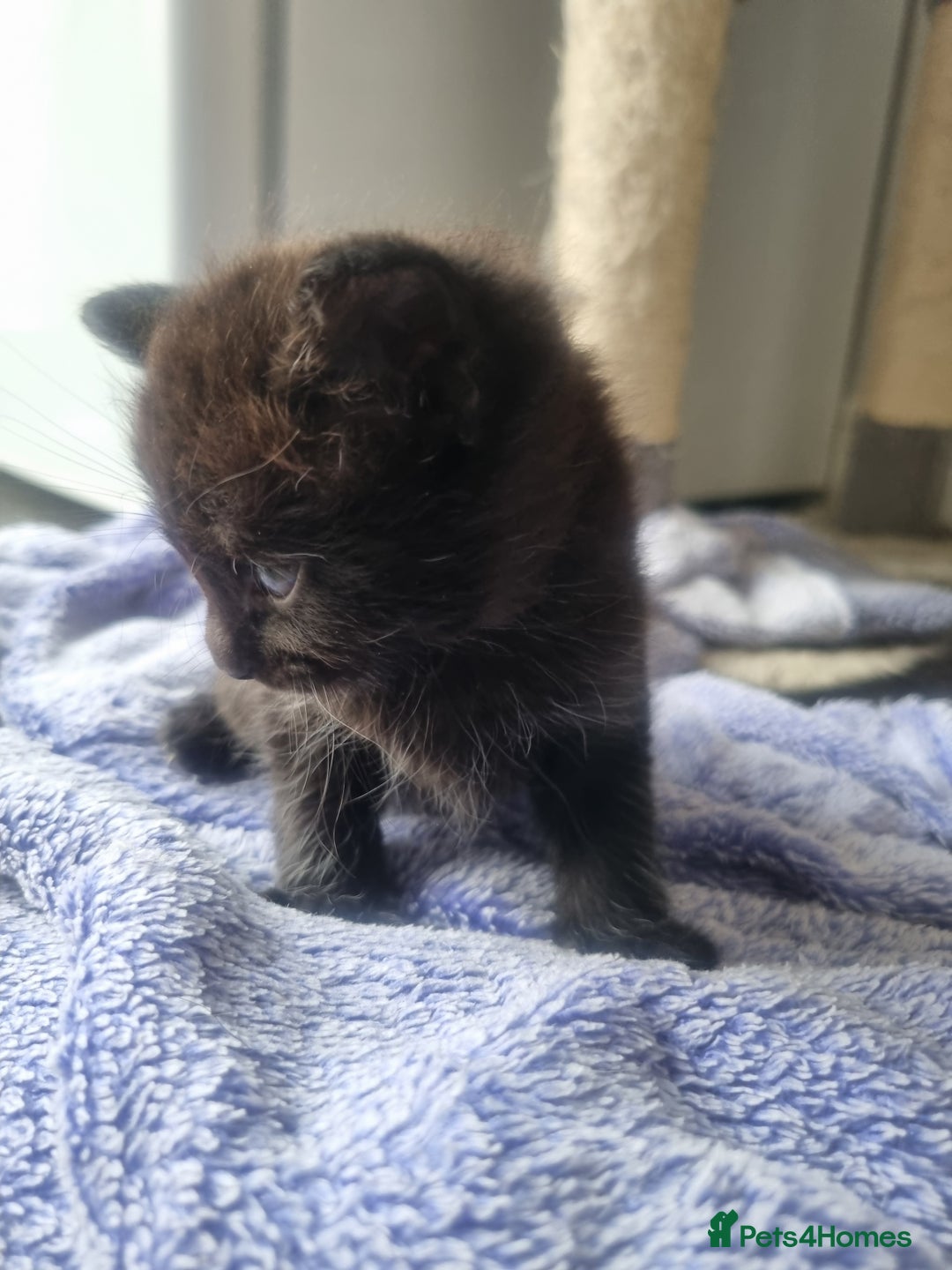 Mixed Breed cats for sale: Mixed kittens  - Image 10
