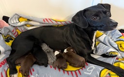 Mixed Breed dogs for sale: French bulldog/terrier cross  - Image 1