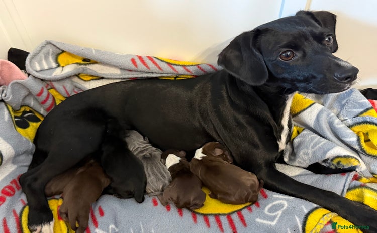 Mixed Breed dogs - Advert 10