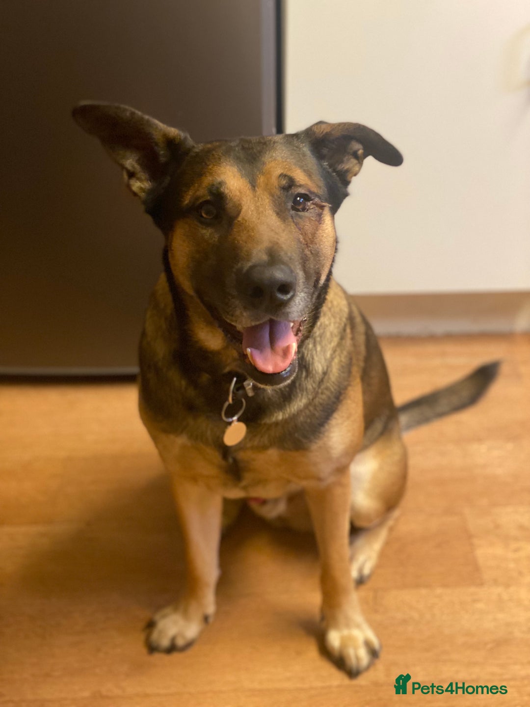 German Shepherd dogs for sale: German Shepherd Boy for sale (3 years old) - Image 3