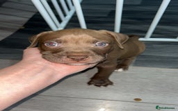 American Bully dogs for sale: Female American bully  - Image 25