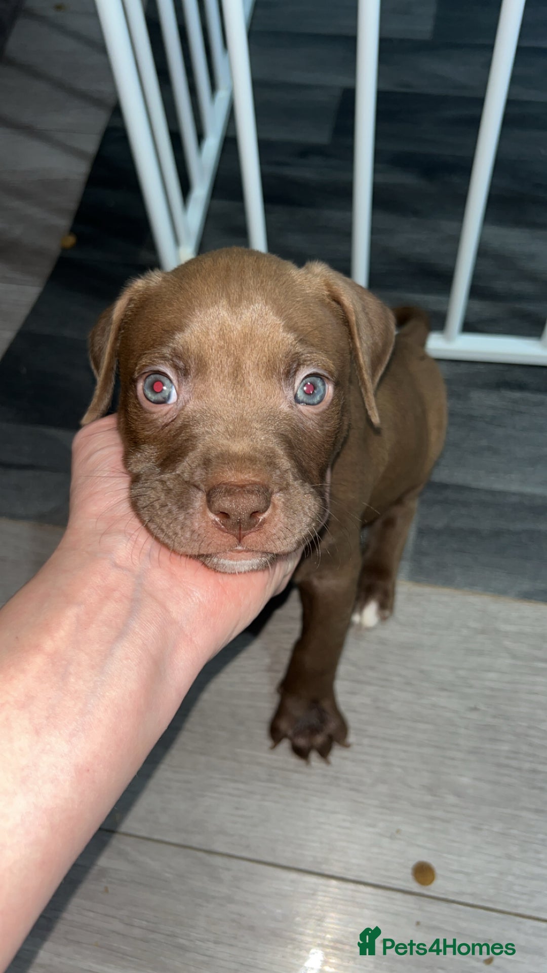 American Bully dogs for sale: Female American bully  - Image 25