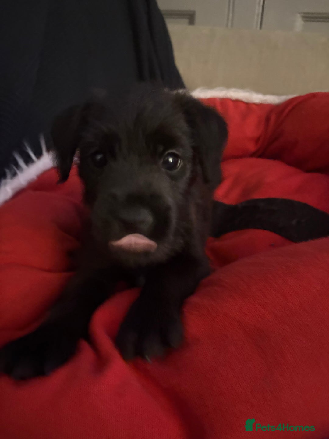 Patterdale Terrier dogs for sale: Patterdale  - Image 2