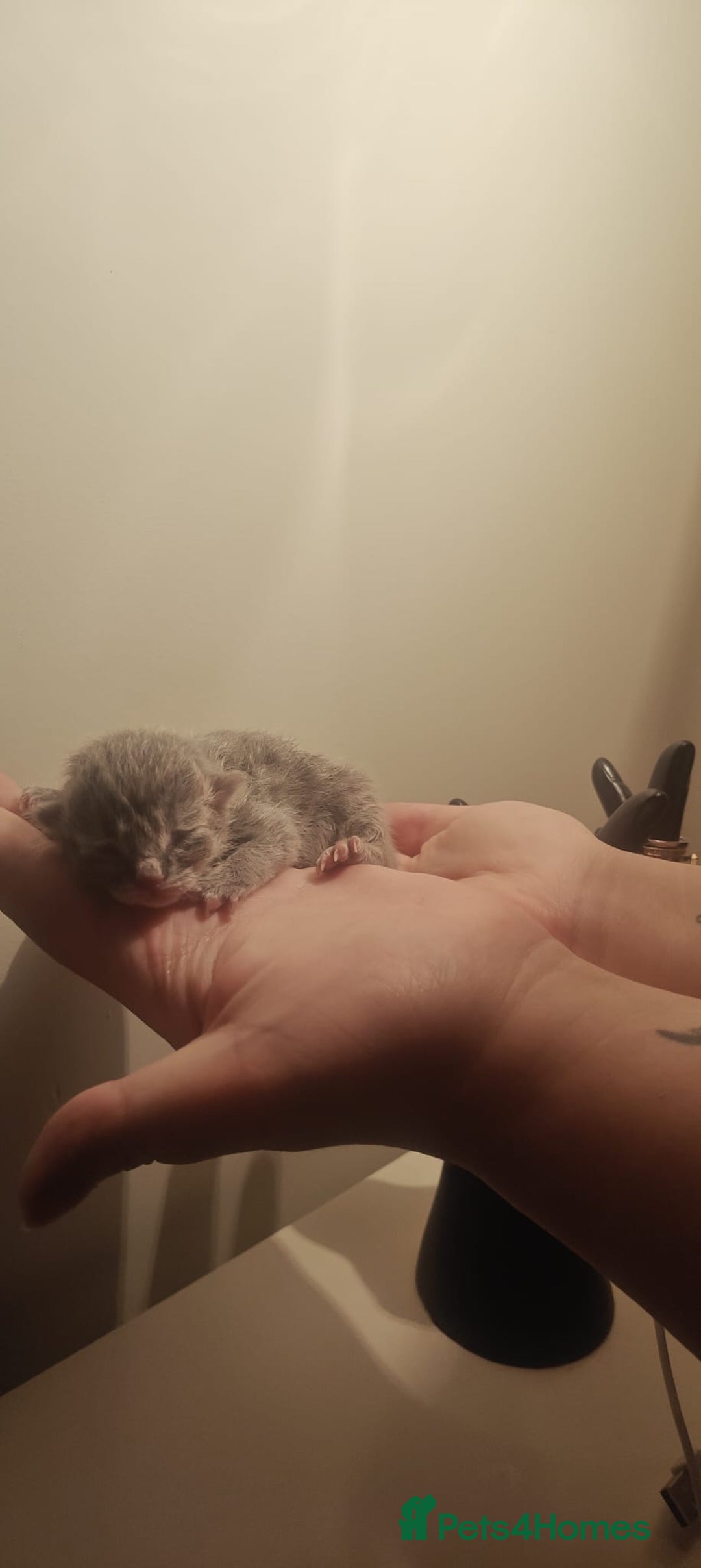 Ragdoll cats for sale: CINNAMON KITTENS FOR SALE  - Image 8