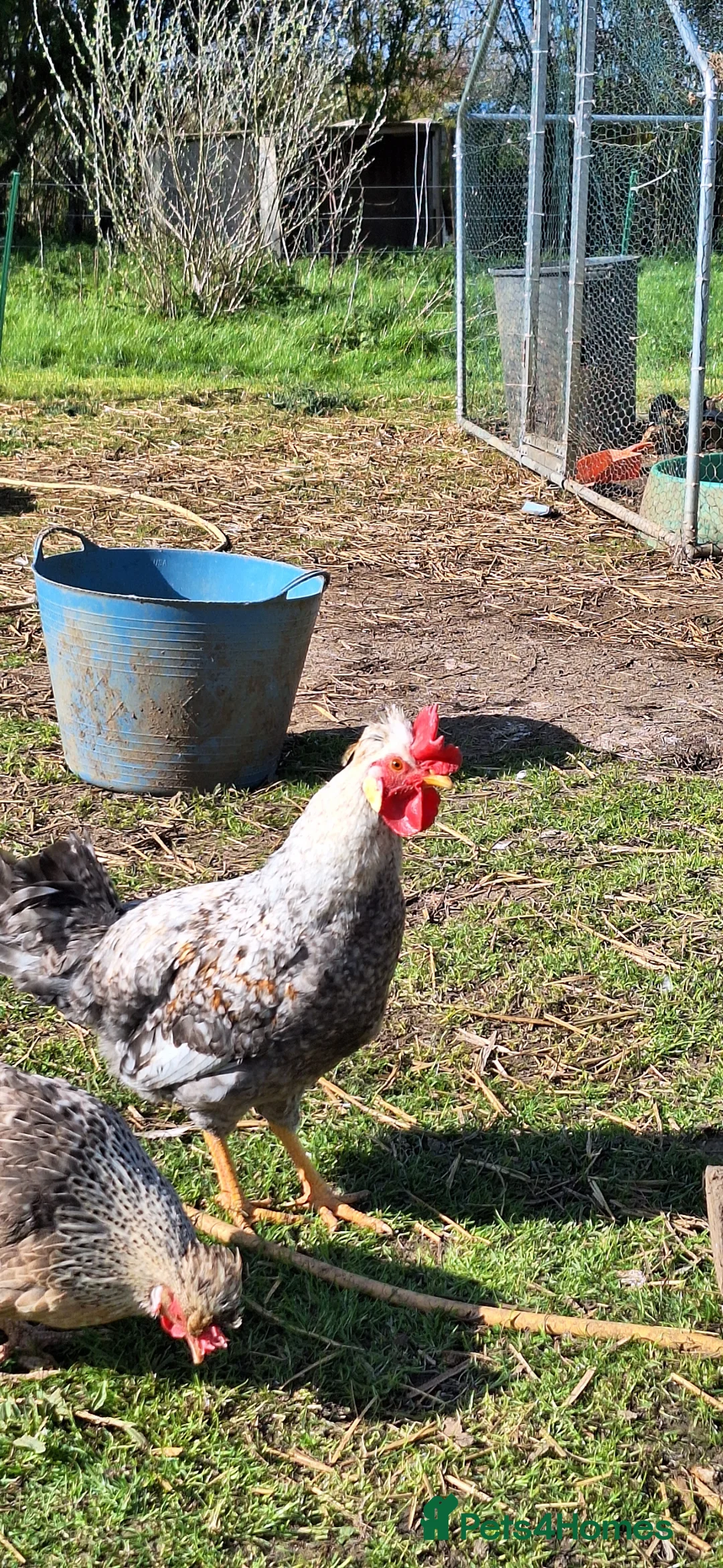 Chickens poultry for sale: Beautiful Cream Legbar Rooster - Advert 2