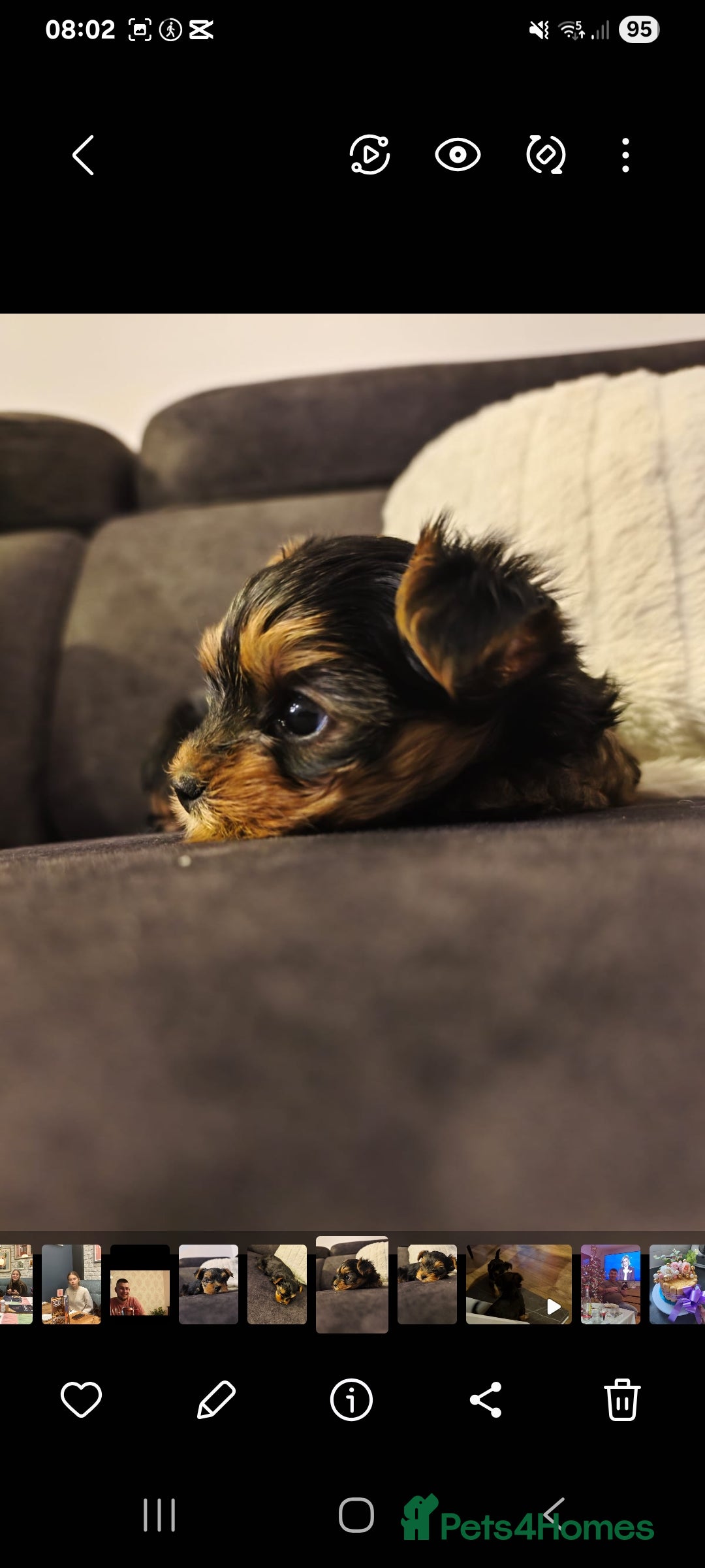 Yorkshire Terrier dogs for sale: YORKSHIRE Terrier Puppy  - Advert 5