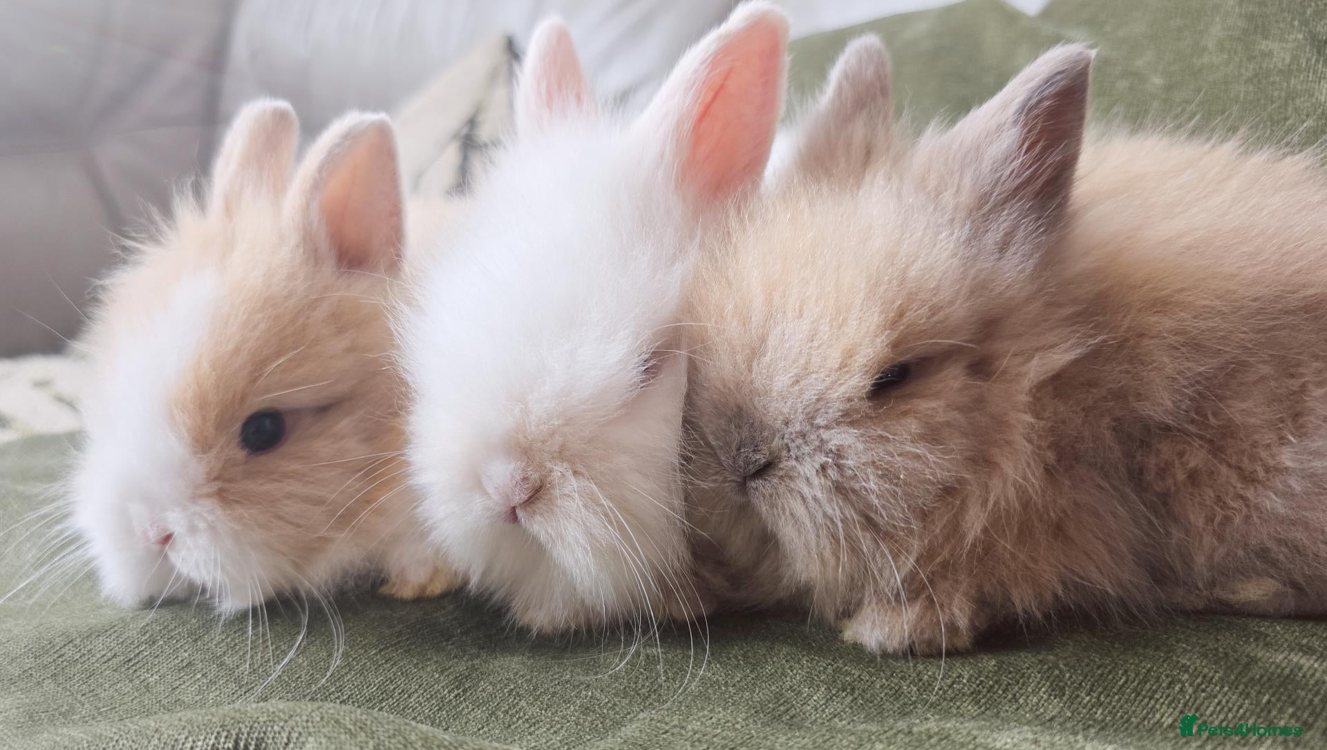 Lionhead rabbits Lionhead bunnys for sale - Advert 1