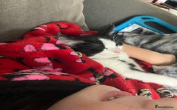 Mixed Breed cats for sale: Kitten available now - Image 3