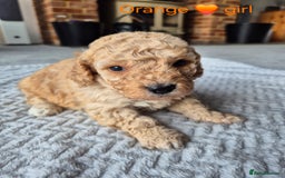 Cockapoo dogs for sale: Gorgeous F2b Cockapoos  - Image 13
