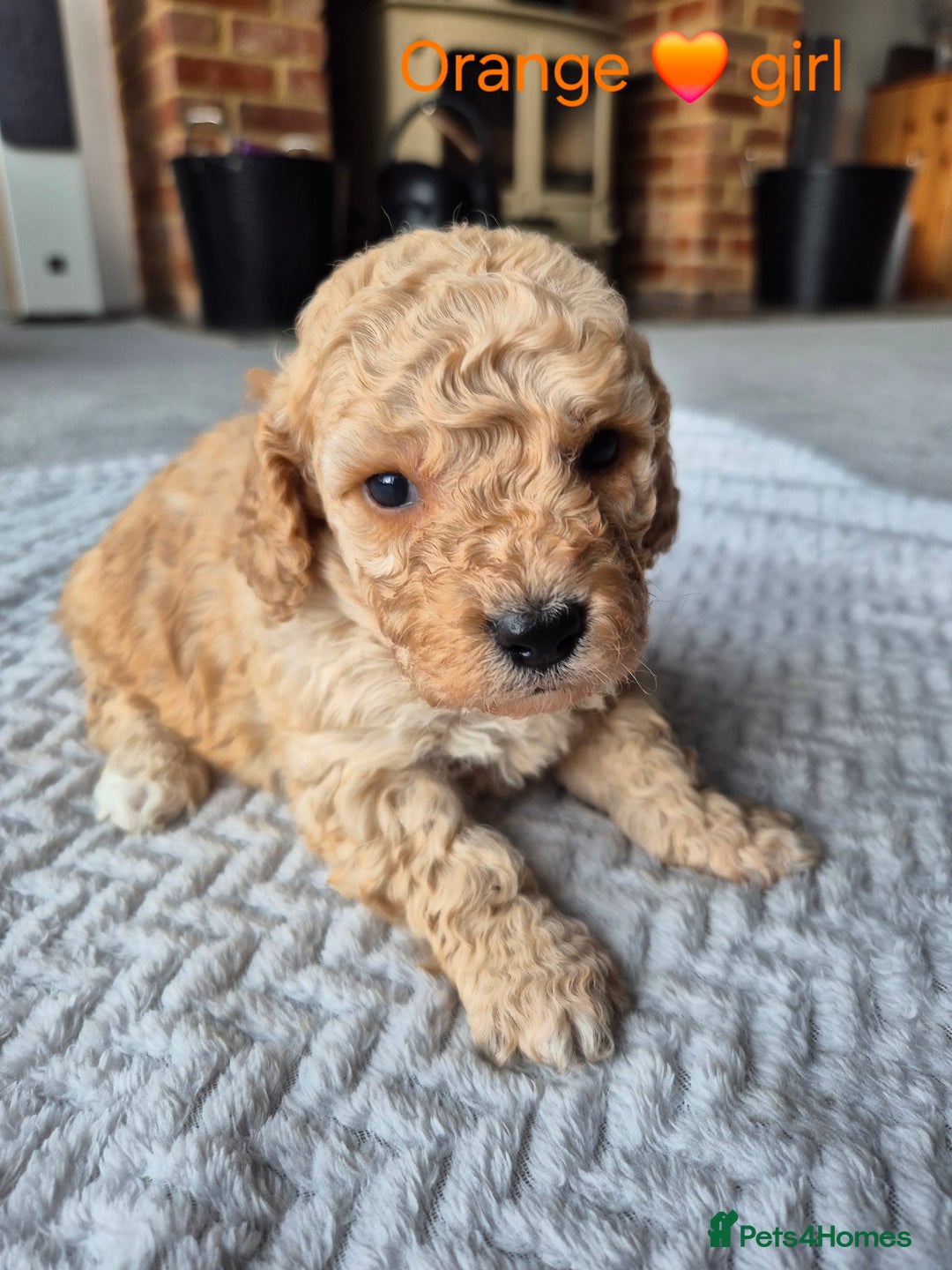Cockapoo dogs for sale: Gorgeous F2b Cockapoos  - Image 13