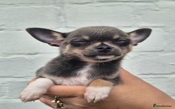Chihuahua dogs for sale: Chihuahua female puppies  - Image 19