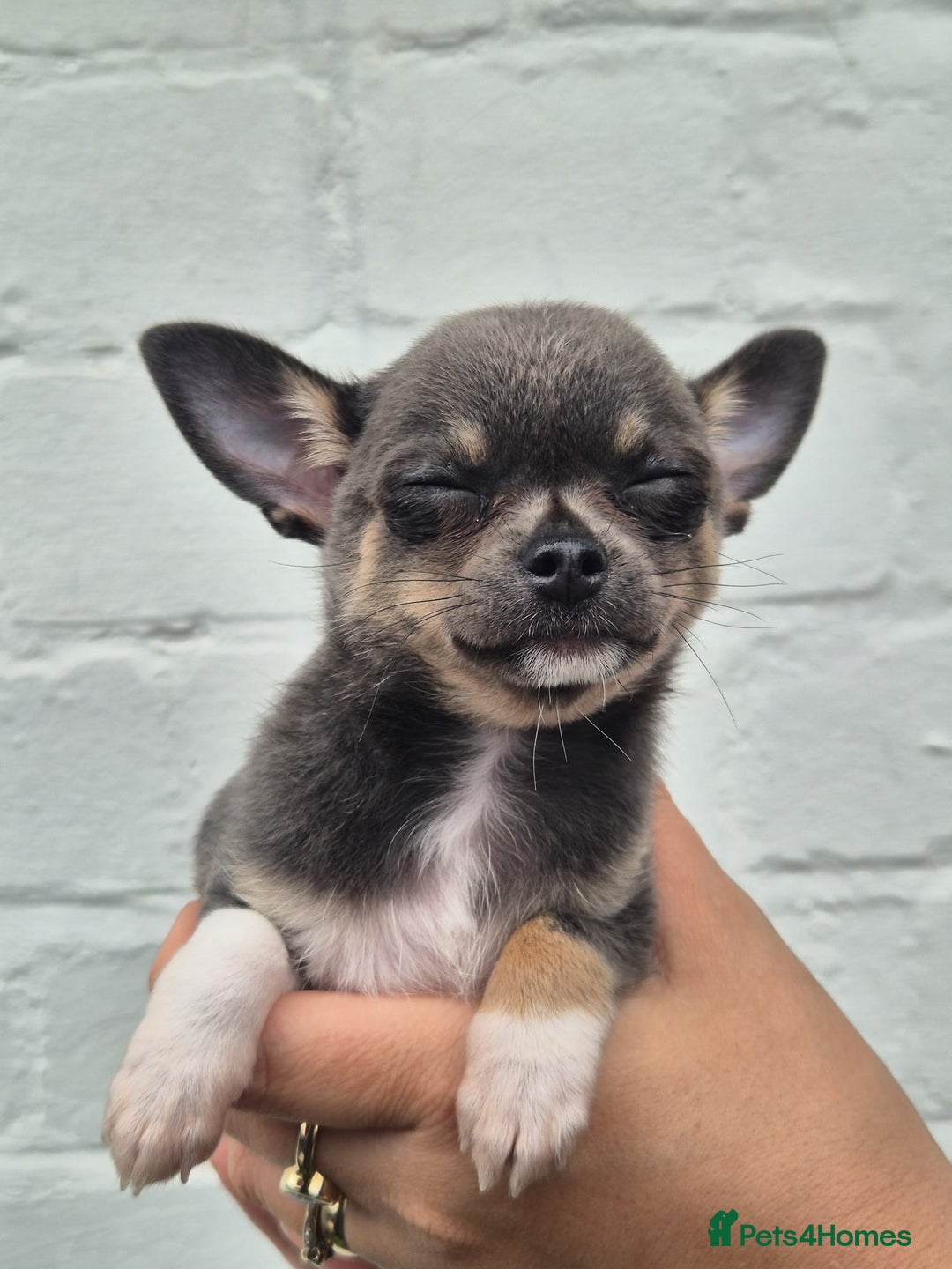 Chihuahua dogs for sale: Chihuahua female puppies  - Image 19