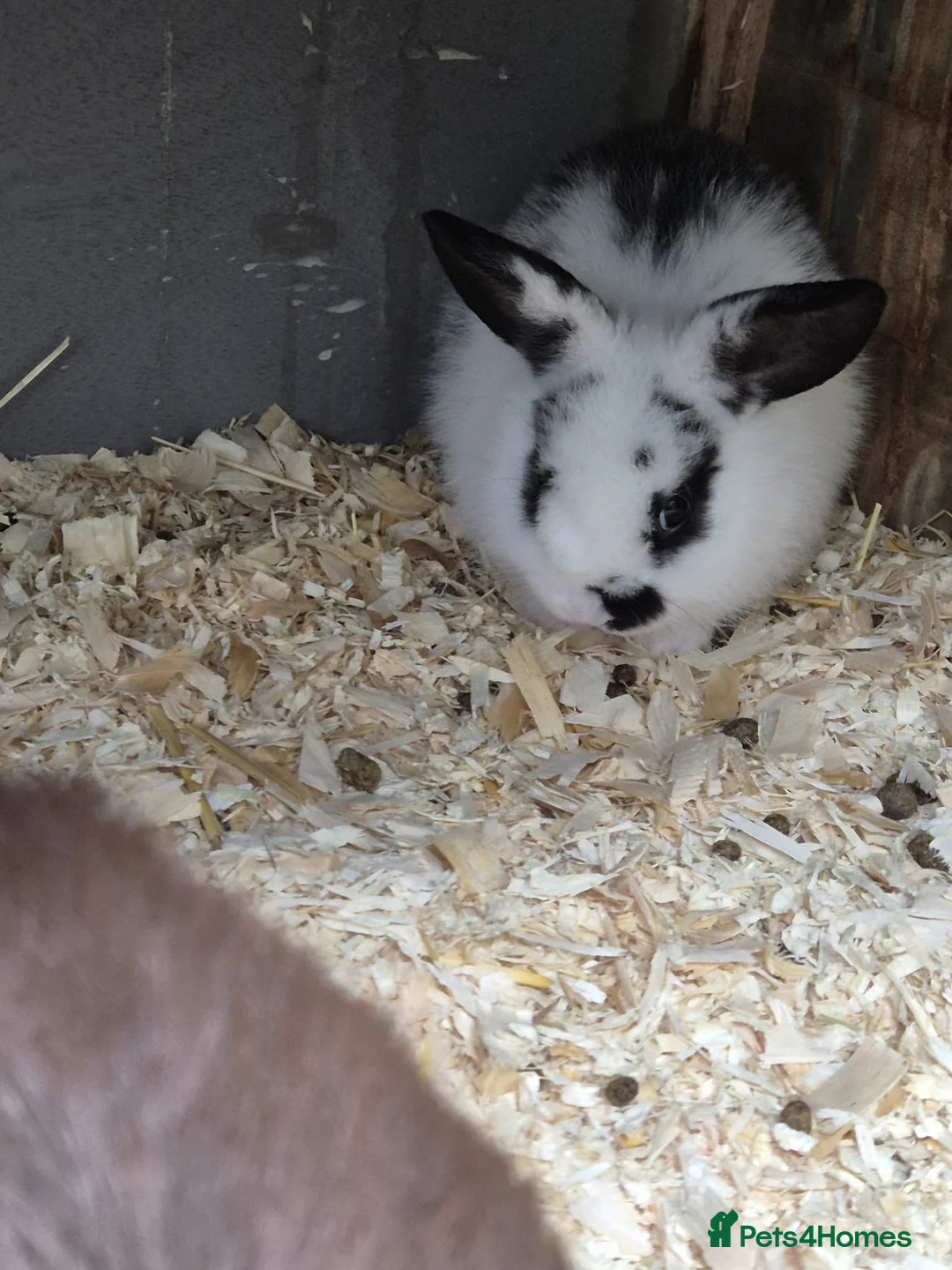 Mixed Breed rabbits for sale: Mini Lion Lop Bunnies  - Advert 4
