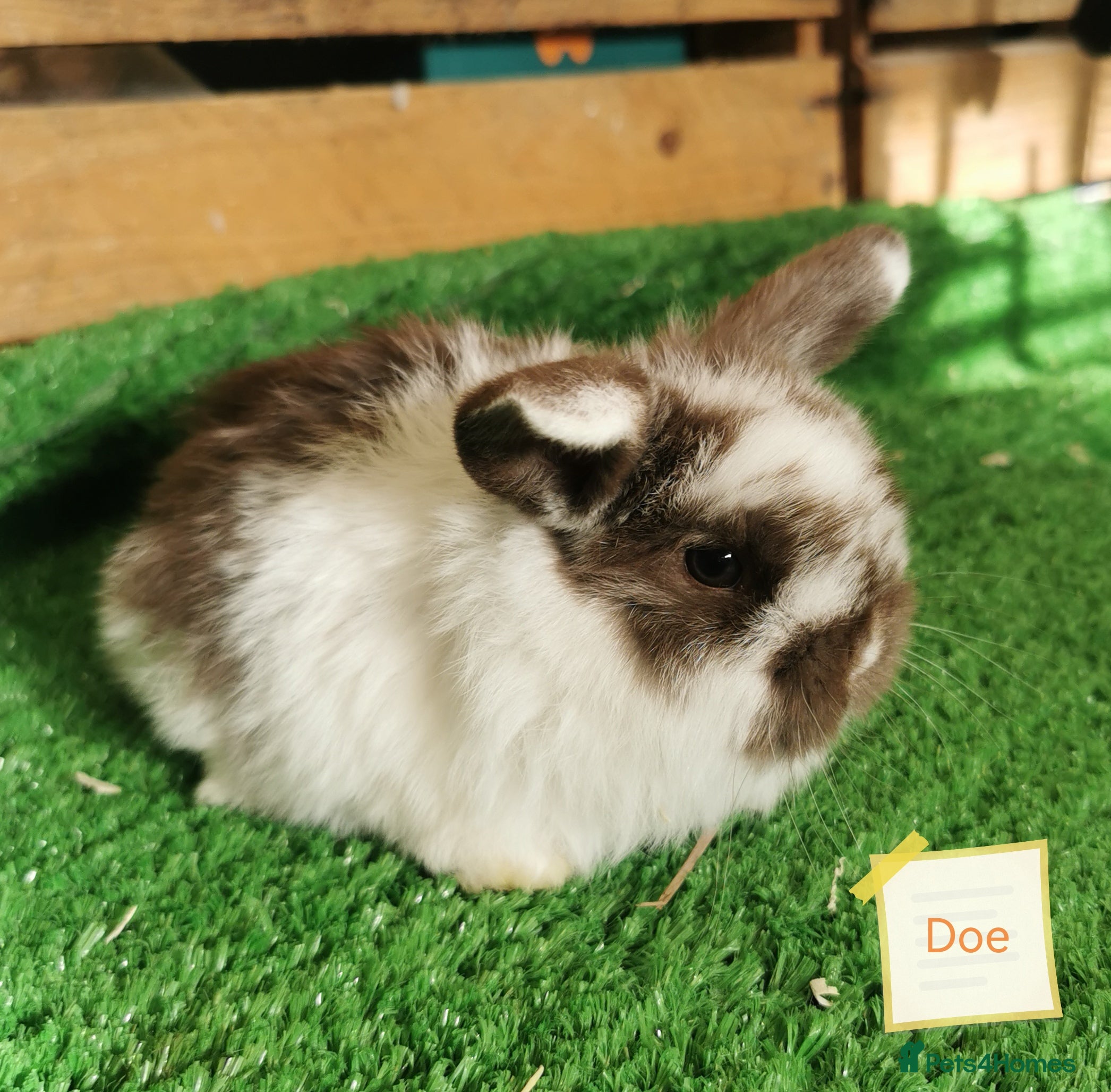 Mini Lop rabbits Baby mini lops  - Advert 1