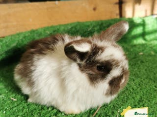 Mini Lop rabbits Baby mini lops - Advert 1