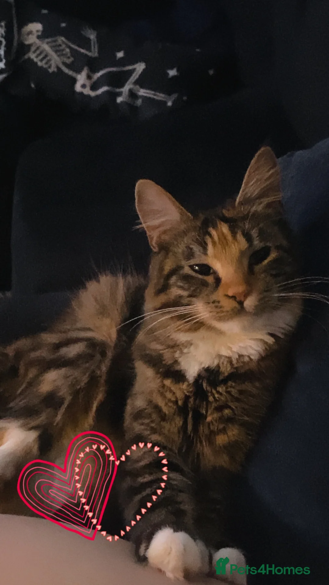 Maine Coon cats for sale: 11 month old maine coon - Advert 1