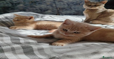 British Shorthair cats - Advert 14