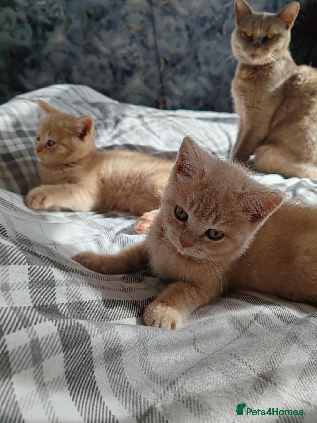 British Shorthair cats for sale: British shorthair kittens  - Image 4