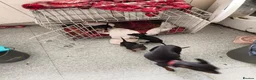 English Toy Terrier dogs for sale: Baby ett puppies for sale  - Advert 4