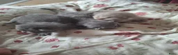 Scottish Fold cats for sale: Schotis straight and fold - Advert 4