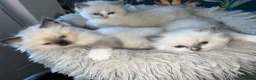 Ragdoll cats for sale: Beautiful Quality Chunky Ragdoll Babies  - Advert 8