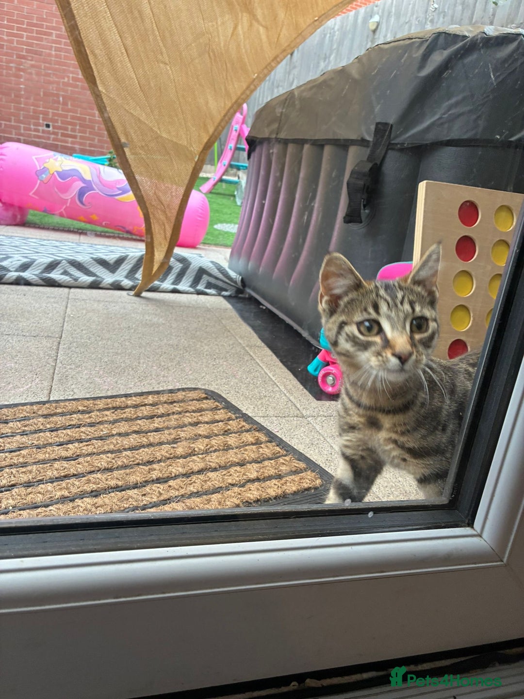 British Shorthair cats for sale: Female kitten zuzu 12 weeks old  - Image 2