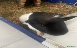 Guinea Pig rodents for sale: Guinea Pig [male] * FREE FOR COLLECTION *  - Image 1