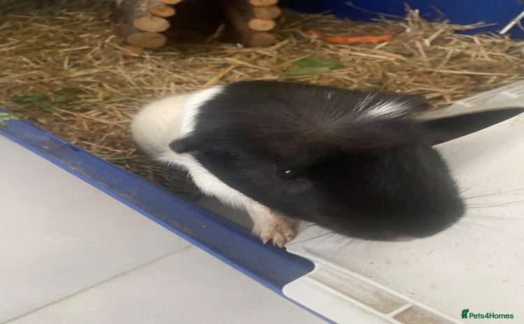 Guinea Pig rodents - Advert 5