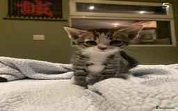 Mixed Breed cats for sale: KITTENS! Batch of cuties for sale in Basinsgtoke - Image 9
