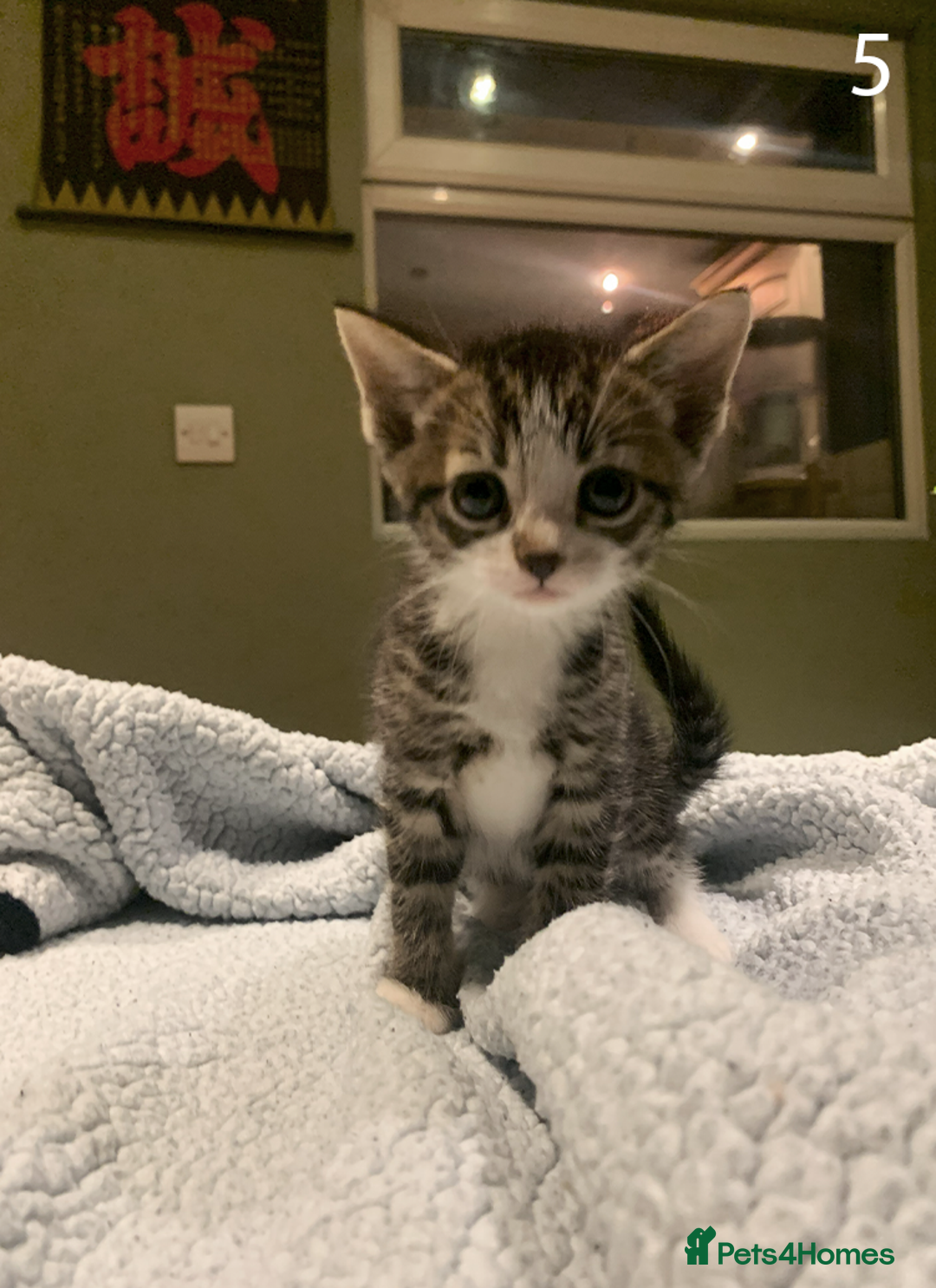 Mixed Breed cats for sale: KITTENS! Batch of cuties for sale in Basinsgtoke - Image 9