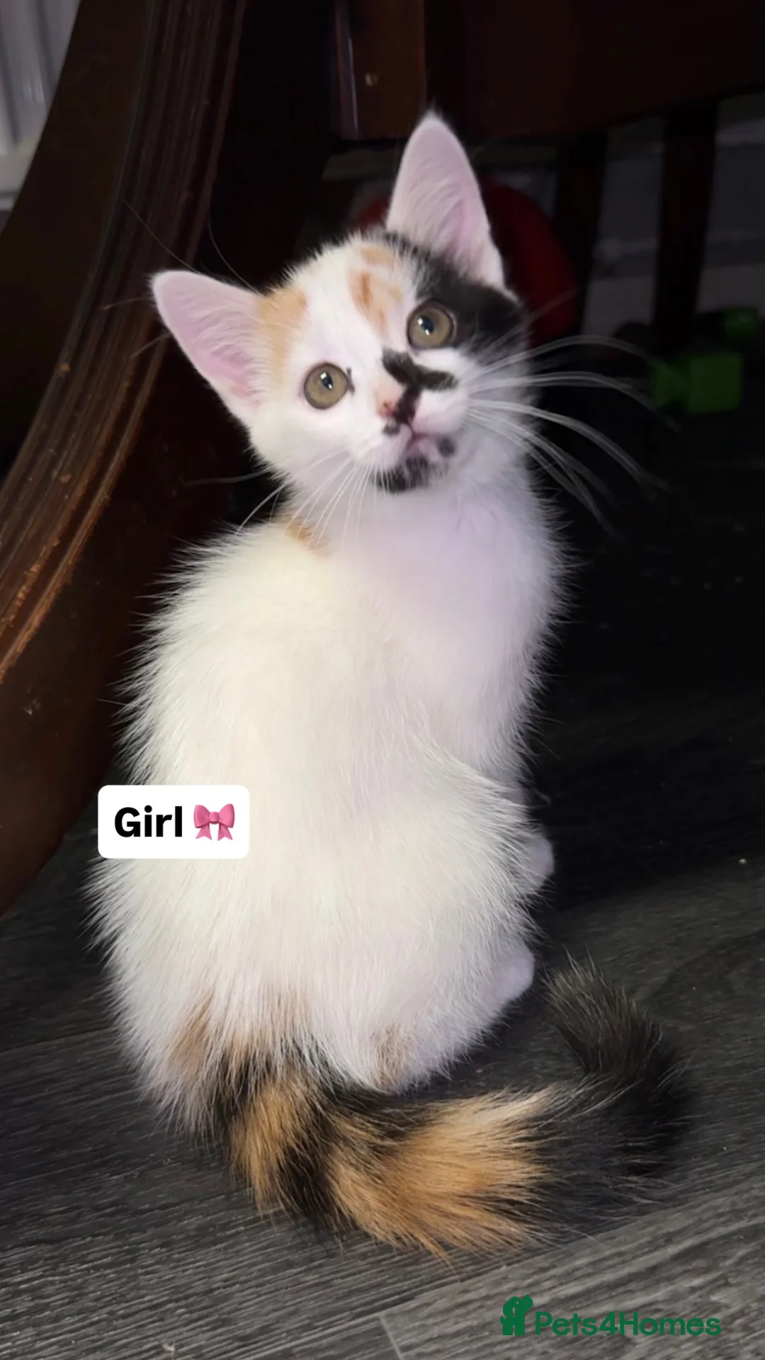 Mixed Breed cats for sale: 🐾 2 Beautiful Kittens looking for loving parents  - Advert 2