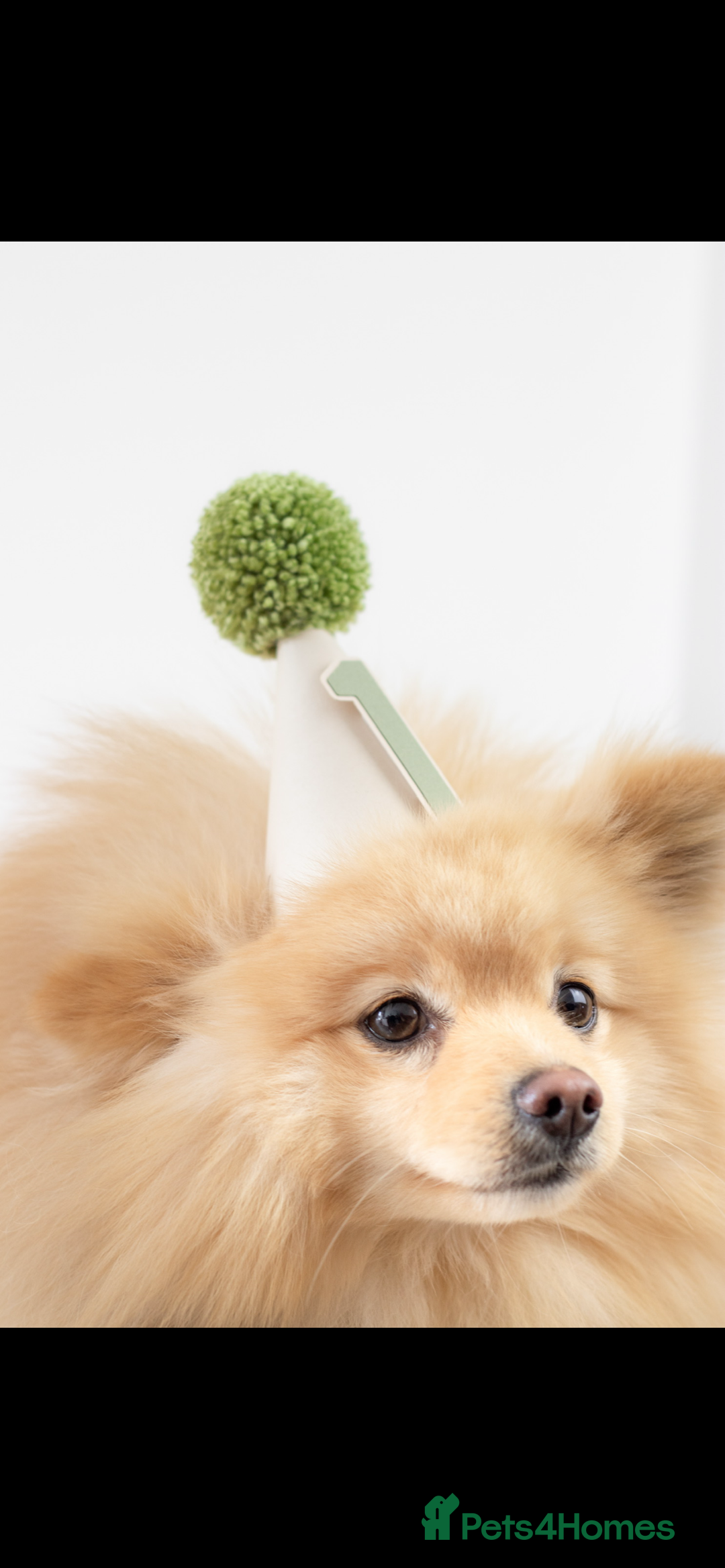 Pomeranian dogs for stud: Cream Pomeranian for stud  - Advert 2