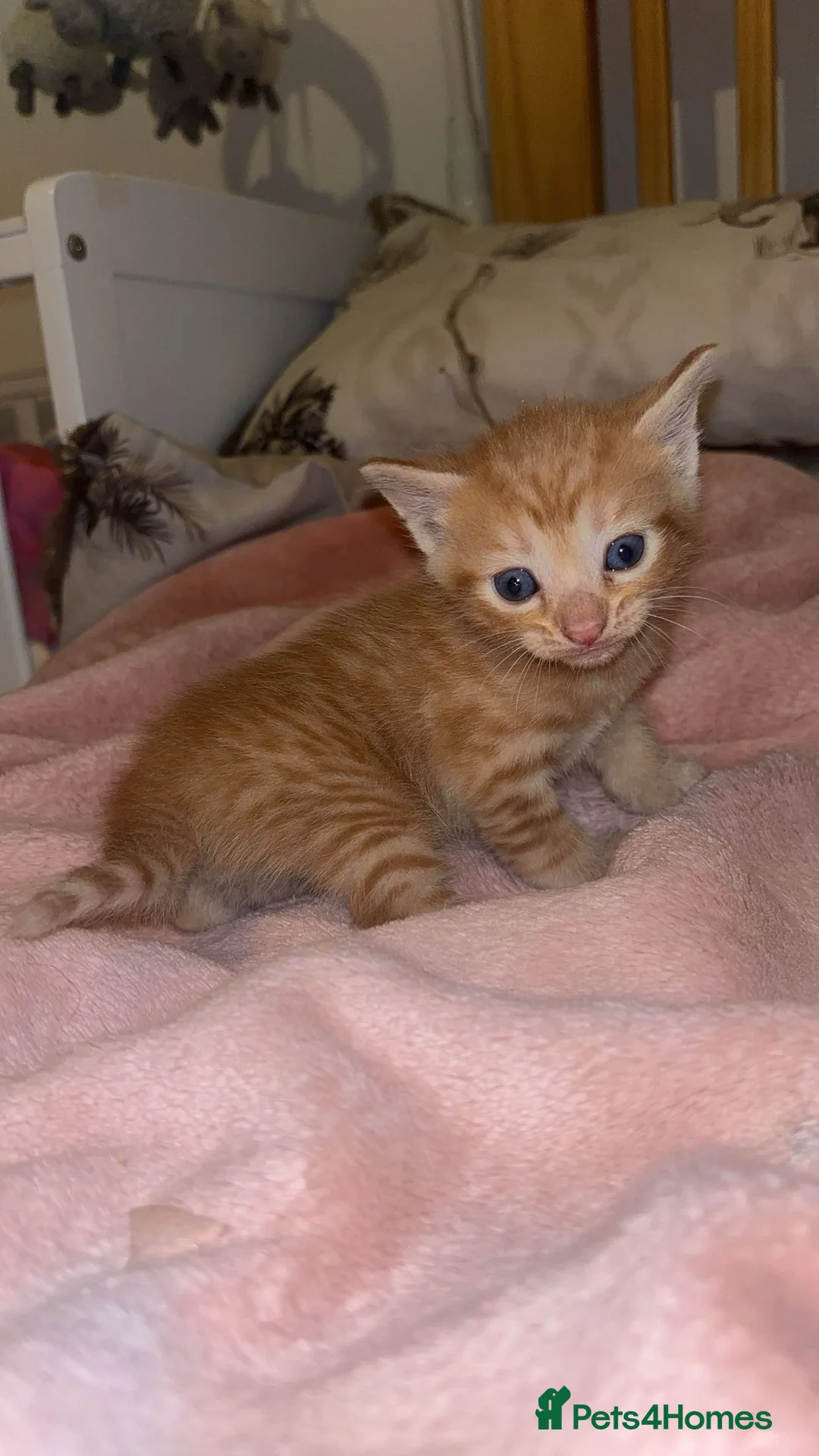 Domestic Shorthair cats for sale: Tassia Thomas - Advert 2