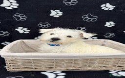 West Highland Terrier dogs for sale: West White Highland Terrier - KC registered  - Image 6