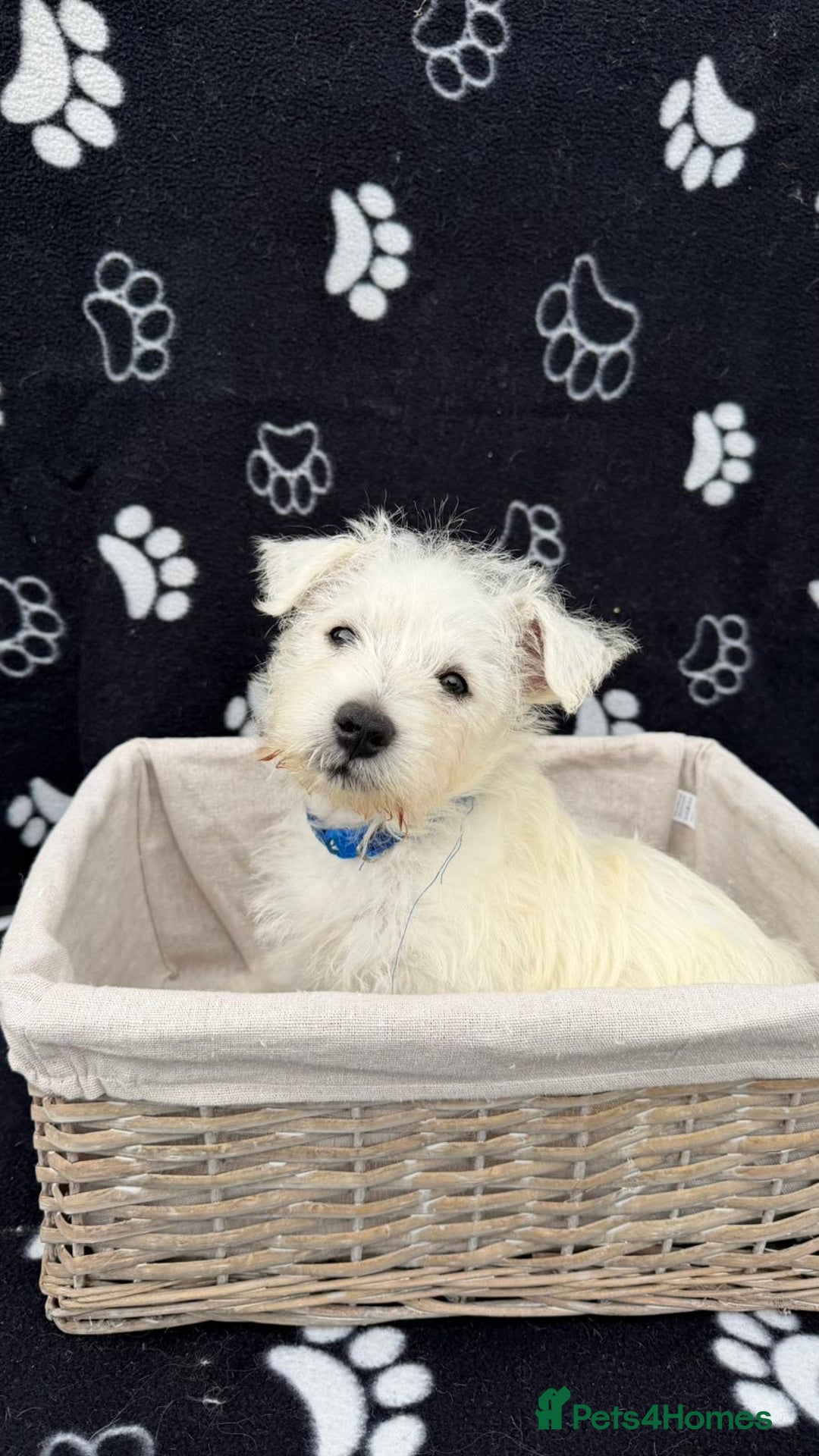 West Highland Terrier dogs for sale: West White Highland Terrier - KC registered  - Image 6