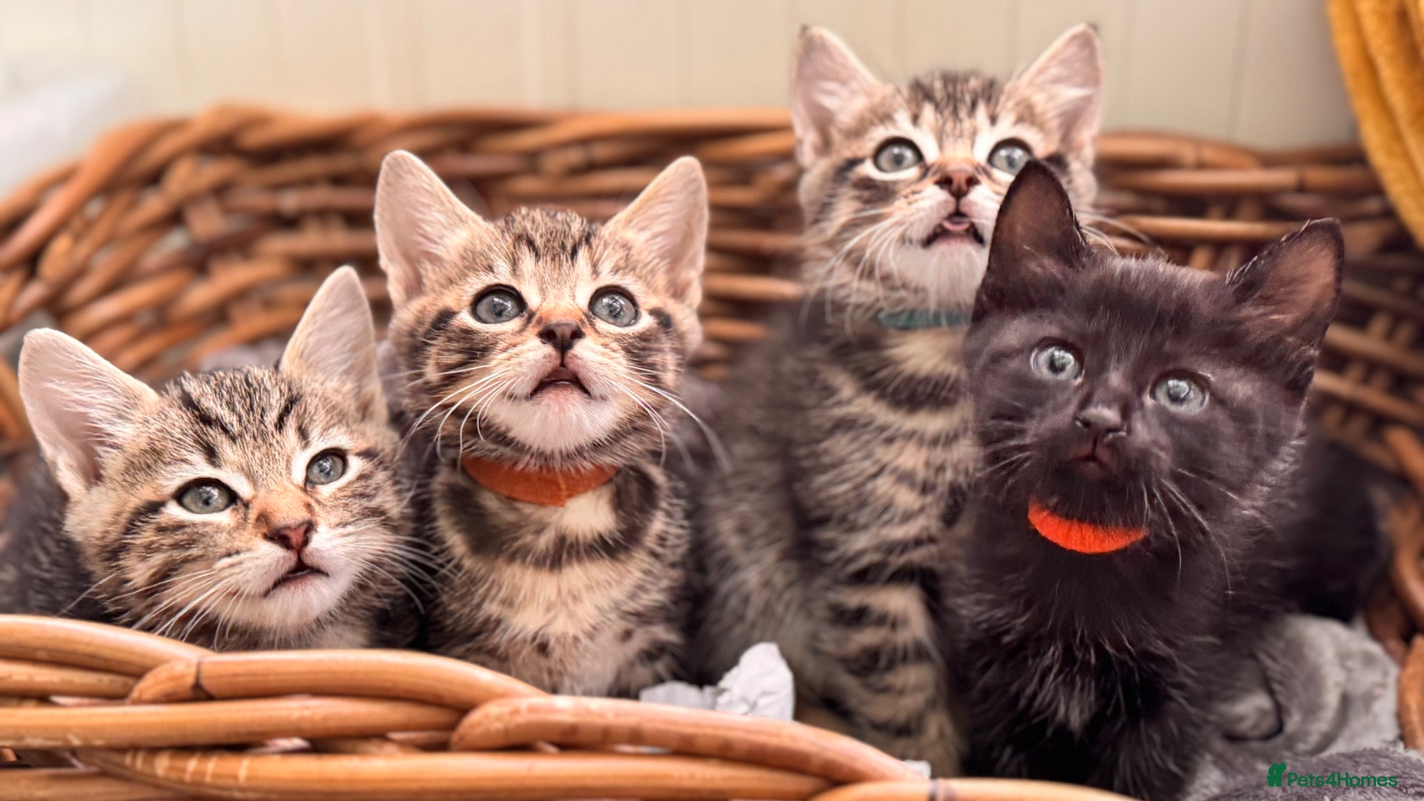 Mixed Breed cats Beautiful kittens 🐈‍⬛  - Advert 1