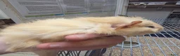 Guinea Pig rodents for sale: Female guinea pigs  - Advert 30