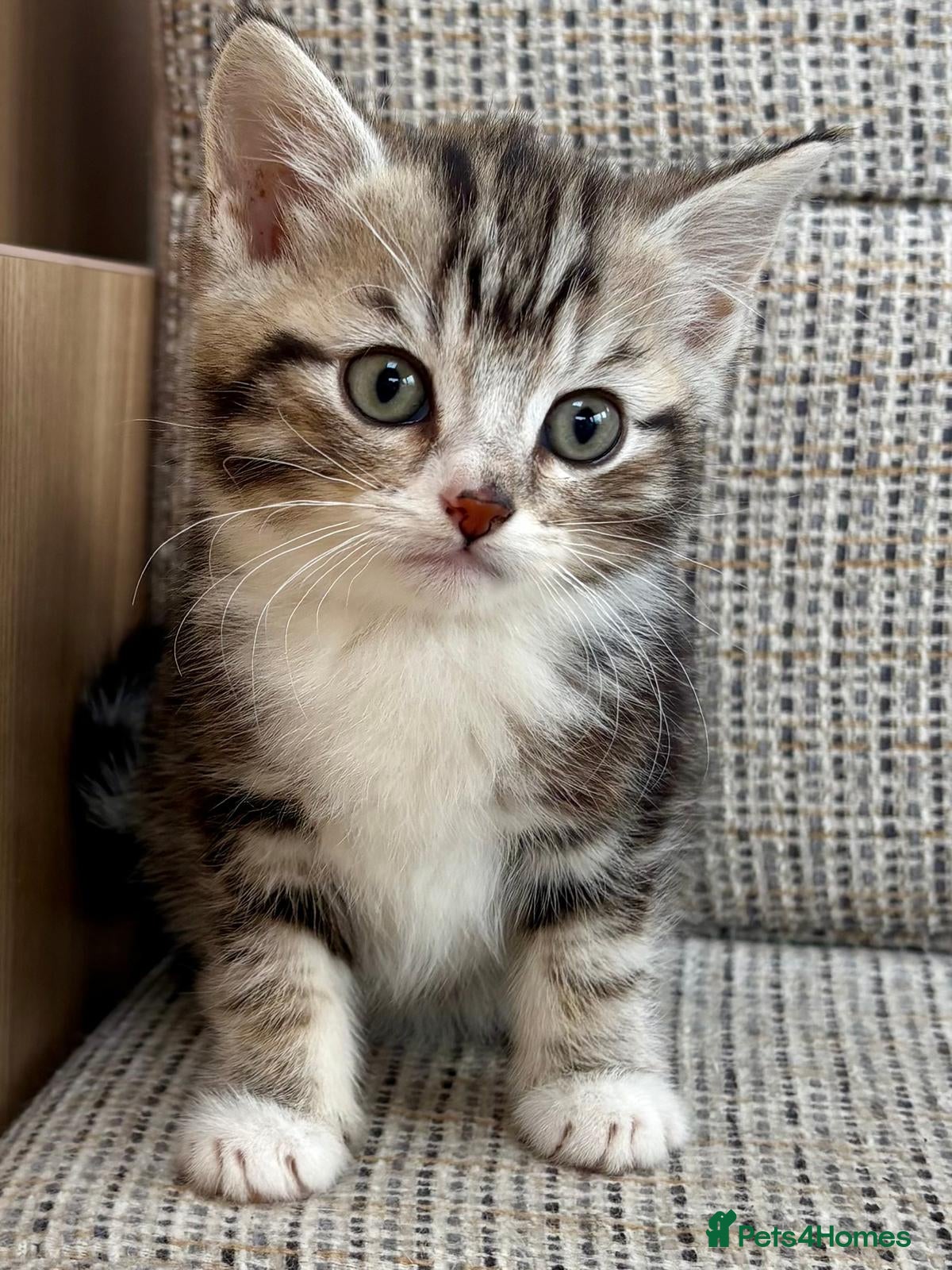 British Shorthair cats British Shorthair kittens. - Advert 1