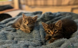 Maine Coon cats for sale: Maincoon X Bengal Tabby beautiful markings - Image 6