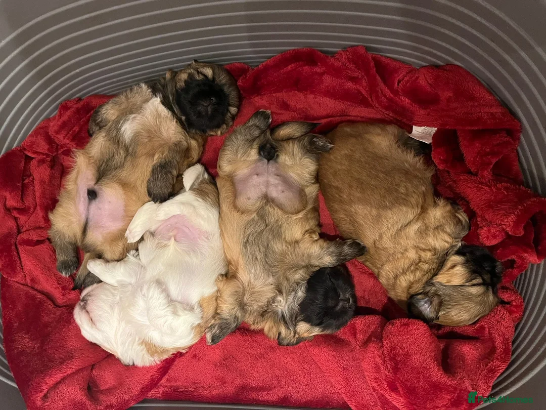 Shih Tzu dogs for sale: Imperial Shih Tzu for Sale in Wigan - Advert 9