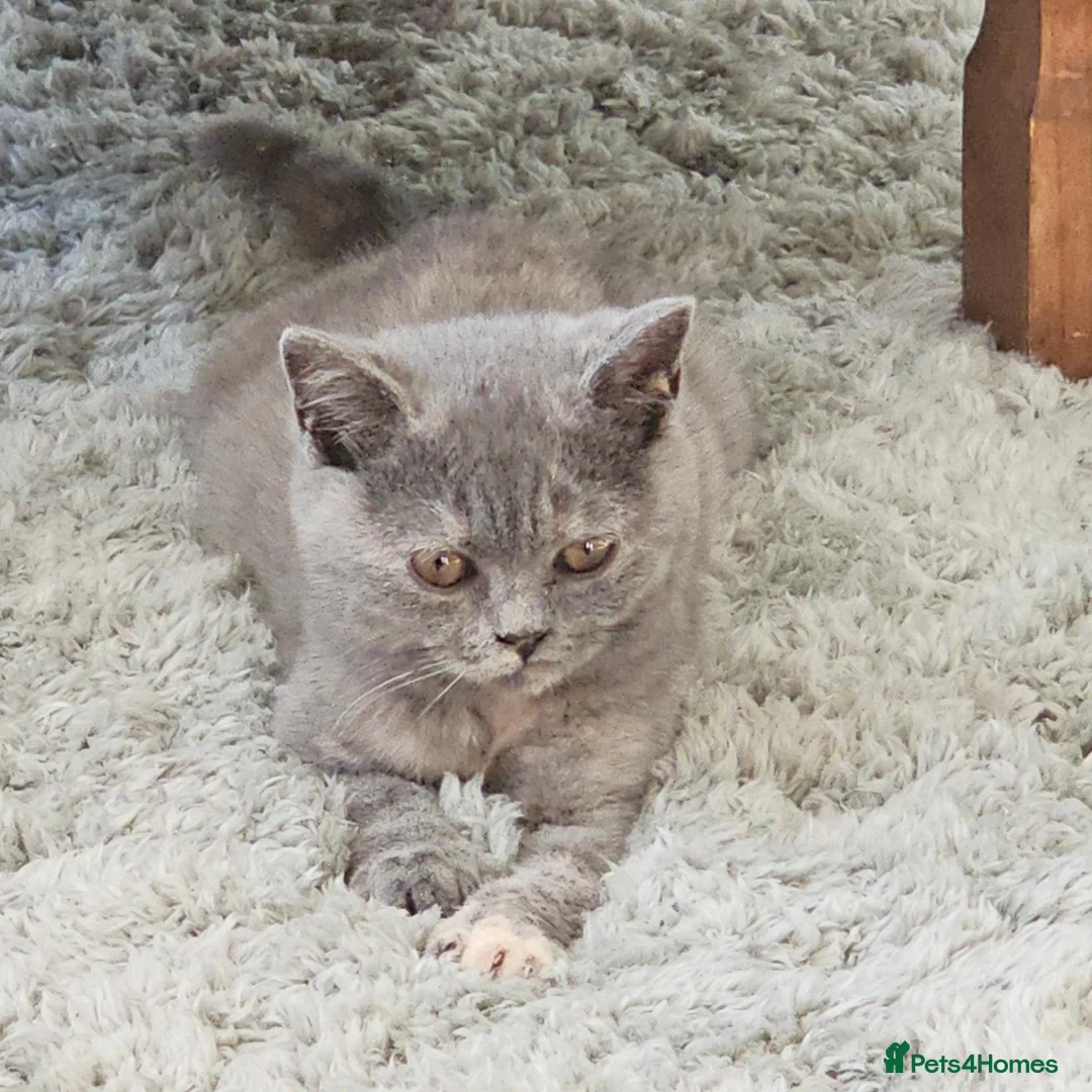 British Shorthair cats for sale: Ready for new home GCCF registered ACTIVE British  - Advert 2