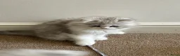 Persian cats for sale: Female kitten  in London - Advert 3