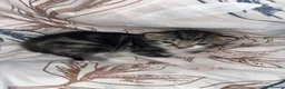 Domestic Shorthair cats for sale: 4 beautiful kittens looking for a forever home - Advert 8