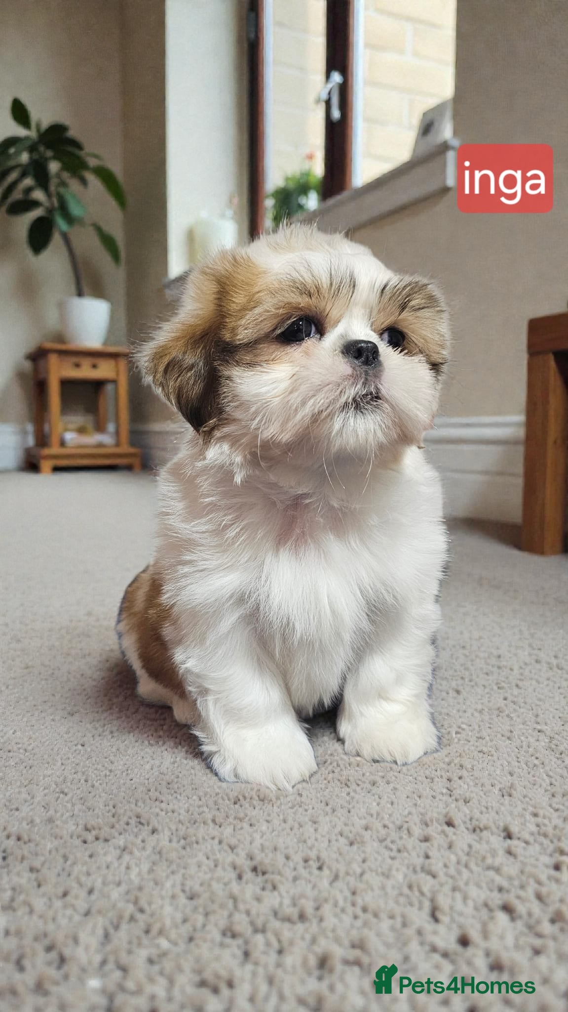 Shih Tzu dogs 💞 QUALITY STANDARD SHIH TZU 💞 - Advert 6